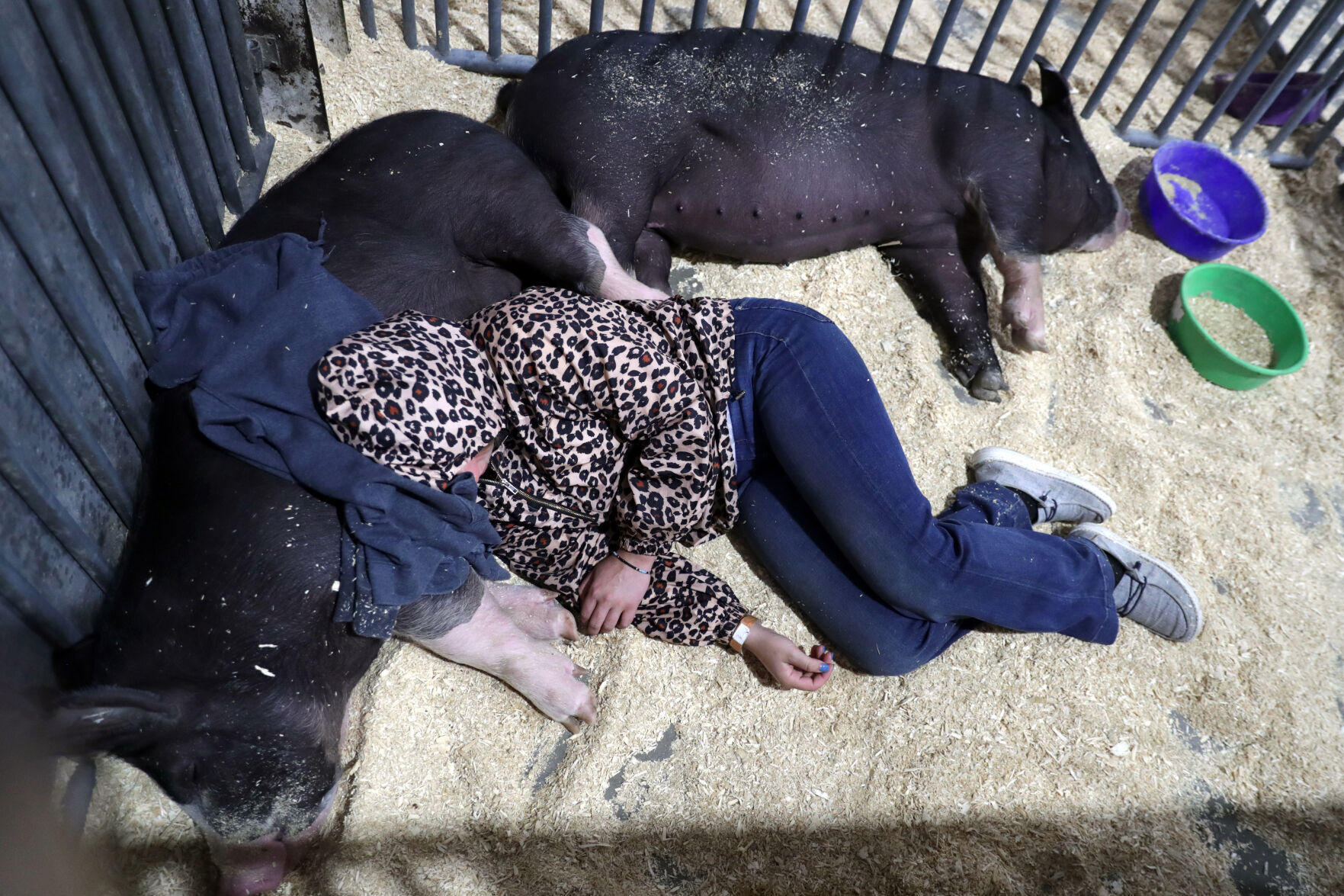 080422statefair13.JPG